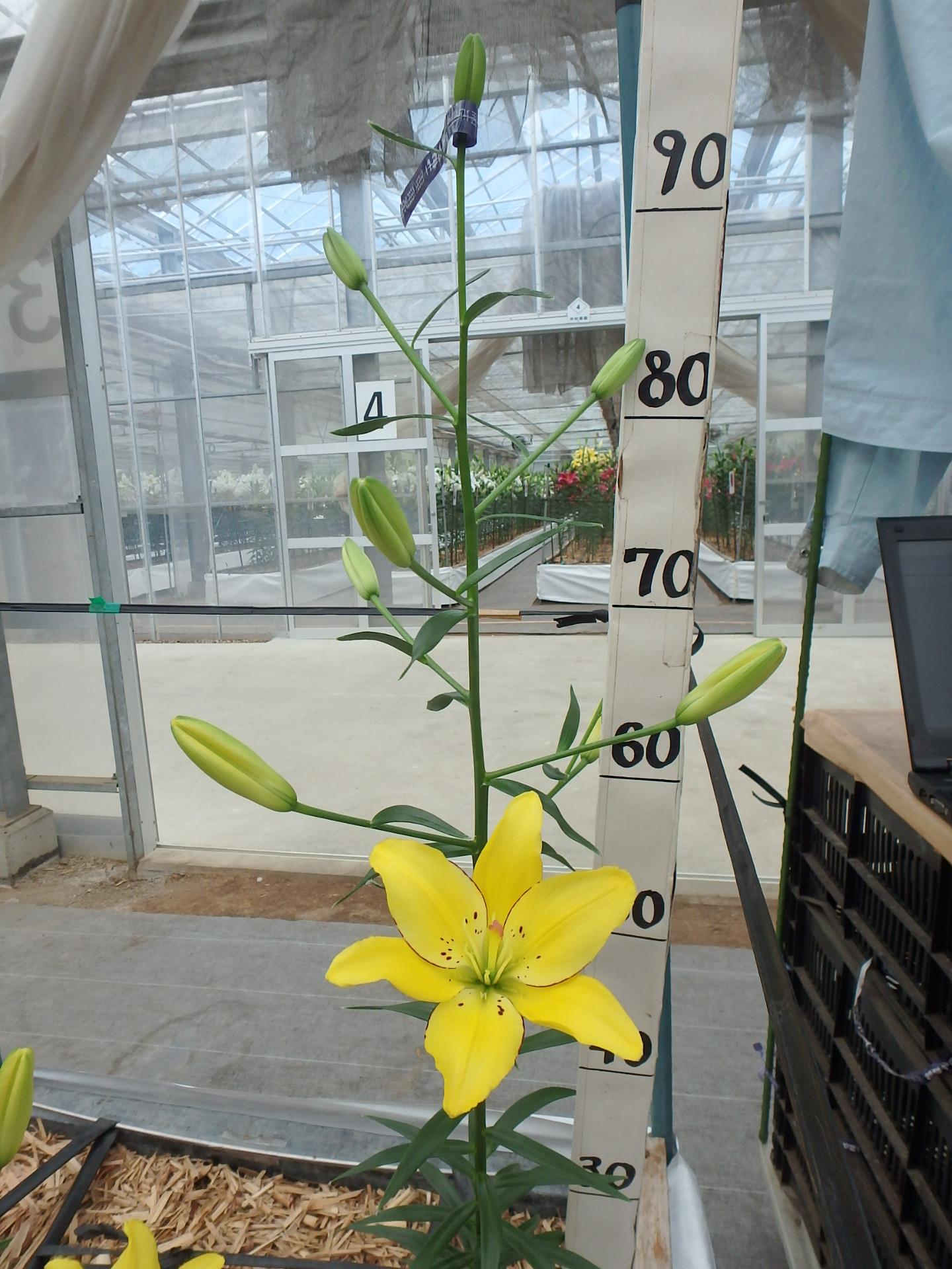 イエローココット(花粉無し)